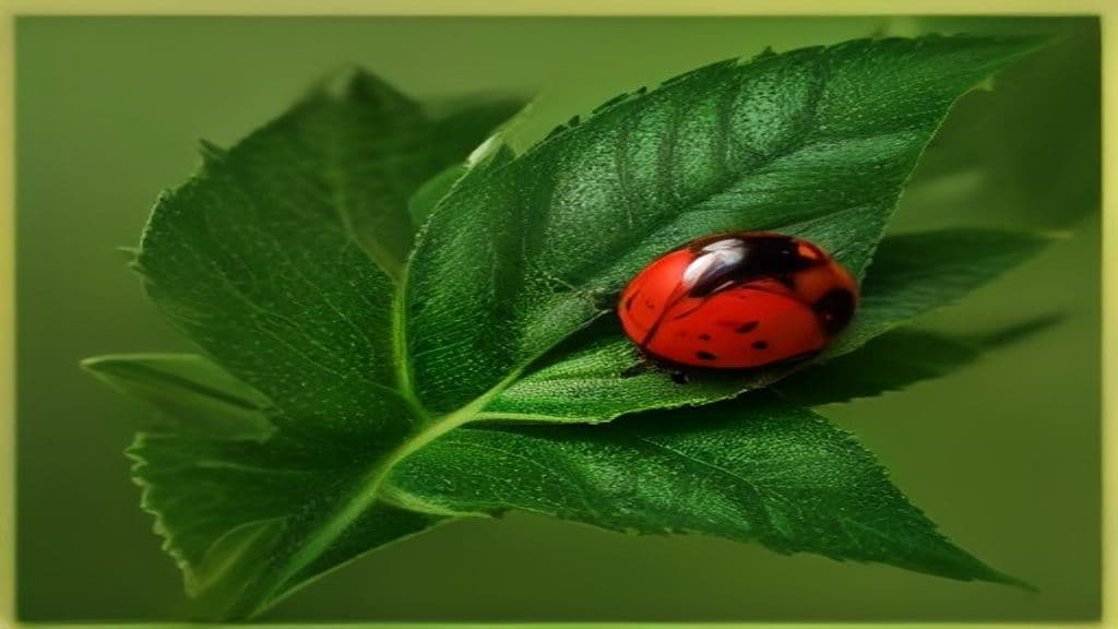 Plant Care & Protection