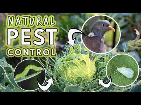 Natural Pest Control