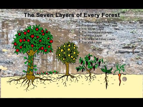A food Forest's 7 layers