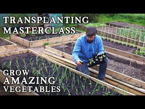 The No-Nonsense Guide to Transplanting Seedlings