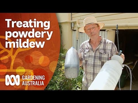 How to get rid of powdery mildew