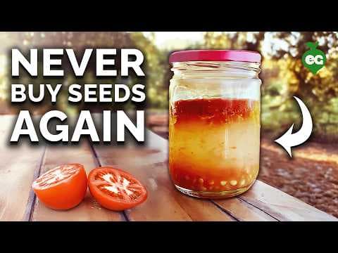 How to Save Seeds: Techniques Explained